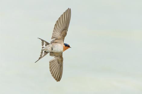 Welcome swallow | Warou. Adult, in flight hawking insects. Lake Rotorua, September 2012. Image &copy; Tony Whitehead by Tony Whitehead www.wildlight.co.nz