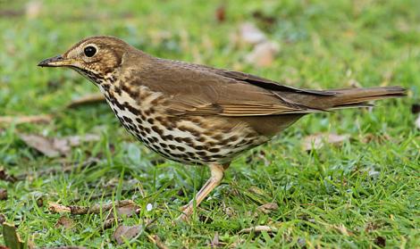 Song thrush. Adult. Wanganui, September 2010. Image &copy; Ormond Torr by Ormond Torr