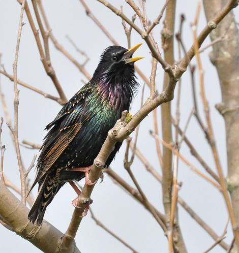 Common starling. Adult male singing. South Auckland, August 2014. Image &copy; Marie-Louise Myburgh by Marie-Louise Myburgh