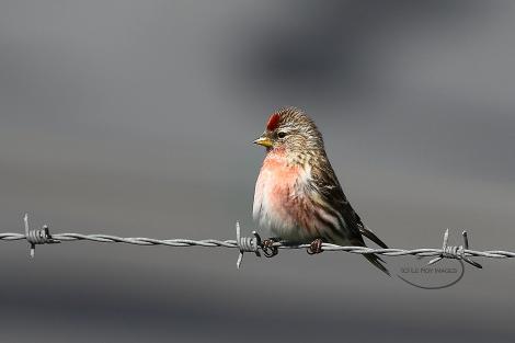 Common redpoll. Adult male. Wellington airport, September 2018. Image &copy; Paul Le Roy by Paul Le Roy