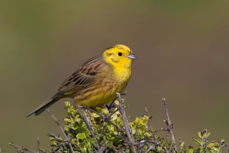 Yellowhammer. Adult male. Near Cape Foulwind, November 2011. Image &copy; Sonja Ross by Sonja Ross