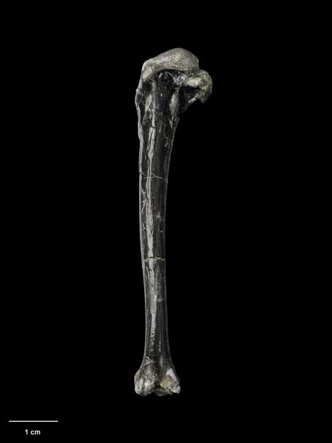Manuherikia duck. Holotype (left humerus). Specimen registration no. S.042307; image no. MA_I061823. Bed HH1a, Manuherikia River, St Bathans, March 2003. Image &copy; Te Papa See Te Papa website: http://collections.tepapa.govt.nz/objectdetails.aspx?irn=690434&amp;term=S.042307
