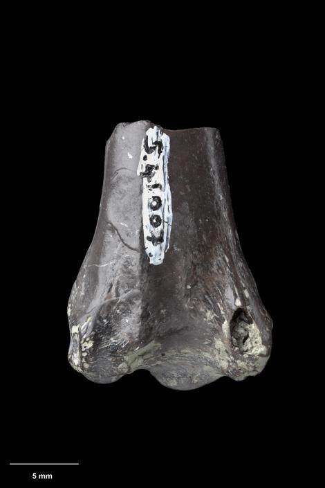 Johnstones' duck. Holotype (distal left humerus), S.041007, Te Papa. St Bathans. Image &copy; Te Papa See Te Papa website: http://collections.tepapa.govt.nz/Object/688535