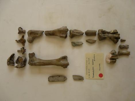 Marples' penguin. Holotype in Otago Museum, dorsal view, tarsometatarsus 8 cm long, registration numbers GL429, C.50.25.47. Burnside. Image &copy; Otago Museum , Dunedin by Alan Tennyson