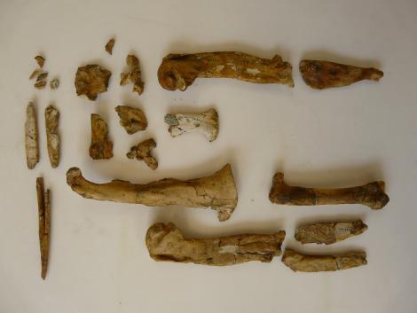 Lowe's penguin. Part of holotype in Otago Museum, humerus 14 cm long, registration numbers GL407, C.47.20. Duntroon, Otago. Image &copy; Otago Museum, Dunedin by Alan Tennyson