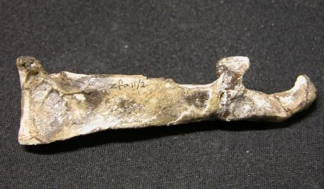 Moisley's penguin. Holotype coracoid, Canterbury Museum Zfa-11. Te Reinga Falls, Wairoa River, Hawke's Bay. Image &copy; Daniel Ksepka by Daniel Ksepka