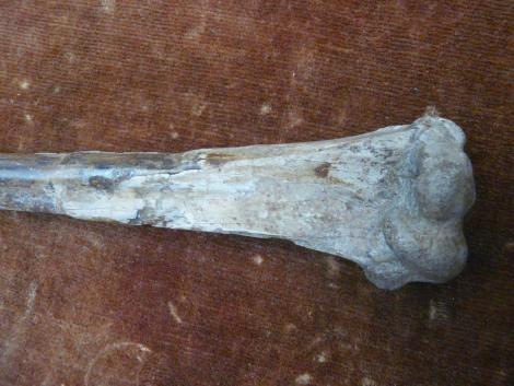 Miocene pseudotoothed bird. Holotype distal left humerus in Paris Museum. Armagnac, France. Image &copy; Alan Tennyson by Alan Tennyson