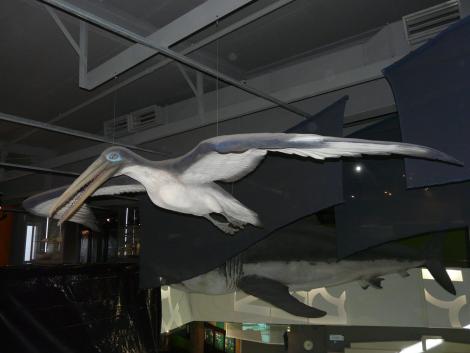 Stirton’s pseudotoothed bird. Model in Puke Ariki Museum, New Plymouth. . Image &copy; Alan Tennyson by Alan Tennyson