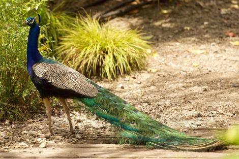 Peafowl. Adult male in breeding plumage. Dome Valley, December 2014. Image &copy; Les Feasey by Les Feasey