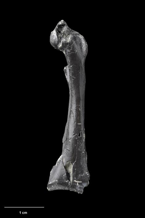 St Bathans pigeon. Holotype (coracoid), S.051259, Te Papa. St Bathans. Image &copy; Te Papa