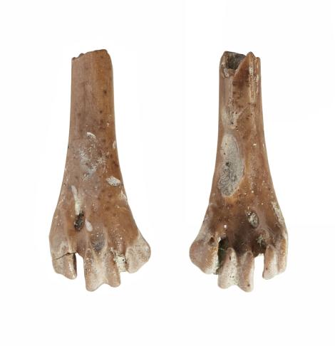 St Bathans owlet-nightjar. Holotype (distal right tarsometatarsus), NMNZ S.52917. . Image &copy; Te Papa by Jean-Claude Stahl