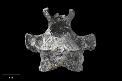 St Bathans adzebill. Holotype (thoracic vertebra), S.052350, Te Papa. St Bathans. Image &copy; Te Papa Te Papa Collections Online: https://collections.tepapa.govt.nz/object/1262220&nbsp;