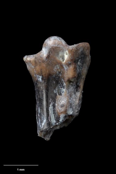 St Bathans wren. Holotype (proximal tarsometatarsus), S.050929, Te Papa. St Bathans. Image &copy; Te Papa