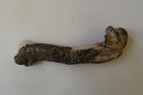 Maxwell's penguin. Holotype humerus in Geology Museum, University of Otago, registration number OU 22402. Waihao Valley, South Canterbury. Image &copy; Used with permission, Geology Museum, University of Otago by Alan Tennyson