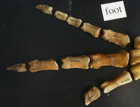 Waitaki penguin. Toes of holotype in Geology Museum, University of Otago, registration number OU 12652. Waihao Valley, South Canterbury. Image &copy; Used with permission, Geology Museum, University of Otago by Alan Tennyson