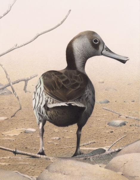 Scarlett's duck. Scarlett’s duck (Malacorhynchos scarletti). Image 2006-0010-1/29 from the series 'Extinct birds of New Zealand'. Masterton. Image &copy; Purchased 2006. © Te Papa by Paul Martinson See Te Papa website: Image: https://collections.tepapa.govt.nz/object/710930