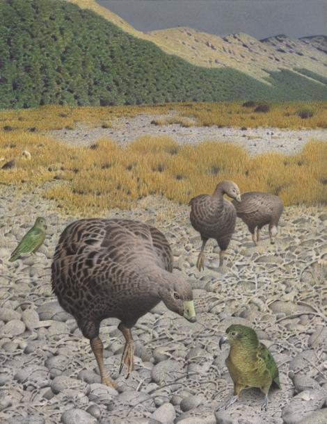 South Island goose. South Island goose (Cnemiornis calcitrans). Image 2006-0010-1/27 from the series 'Extinct birds of New Zealand'. Masterton. Image &copy; Purchased 2006. © Te Papa by Paul Martinson See Te Papa website: Image: https://collections.tepapa.govt.nz/object/710928