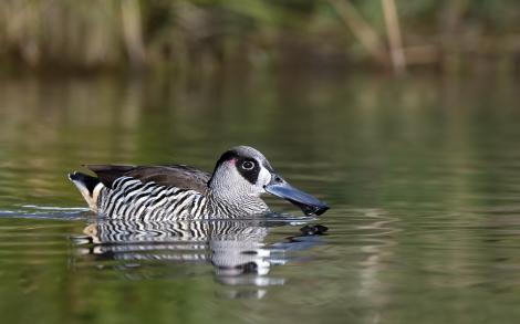Pink-eared duck. Adult. Oaklands Reserve, South Australia, May 2016. Image &copy; Craig Greer by Craig Greer http://craiggreer.com