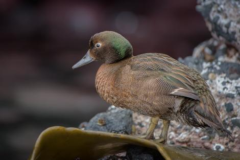 Auckland Island teal. Adult male. Enderby Island, Auckland Islands, January 2016. Image &copy; Tony Whitehead by Tony Whitehead www.wildlight.co.nz