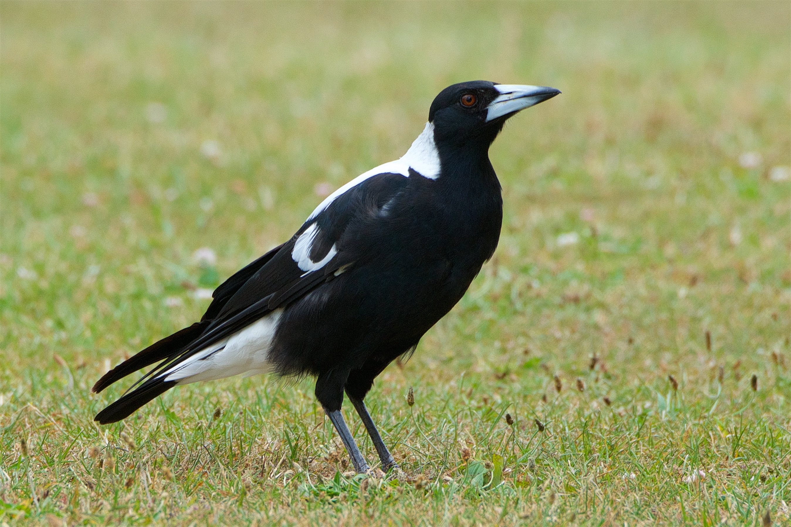 knap Fighter Vild Australian magpie | New Zealand Birds Online