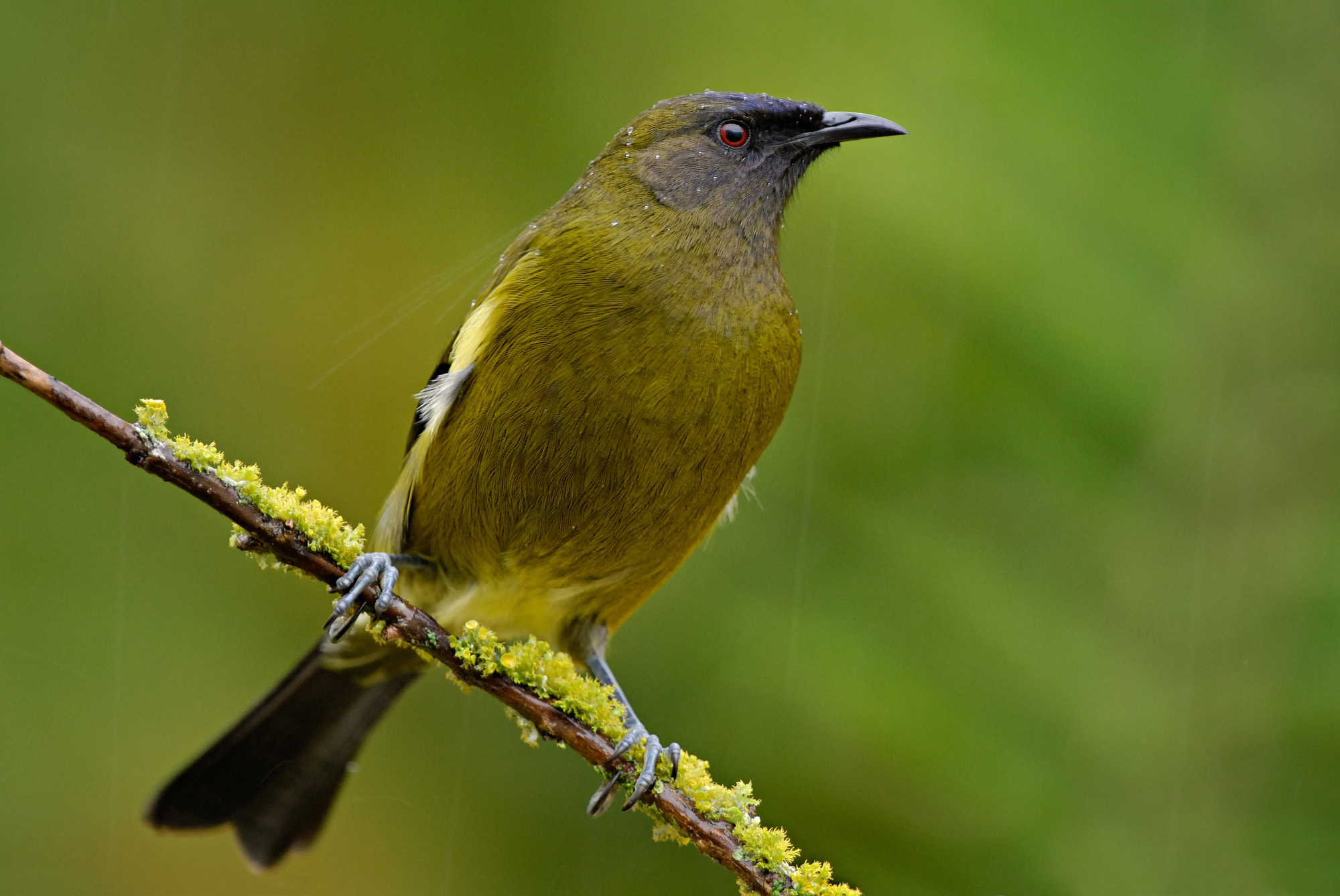 Bellbird | Korimako | New Zealand Birds Online