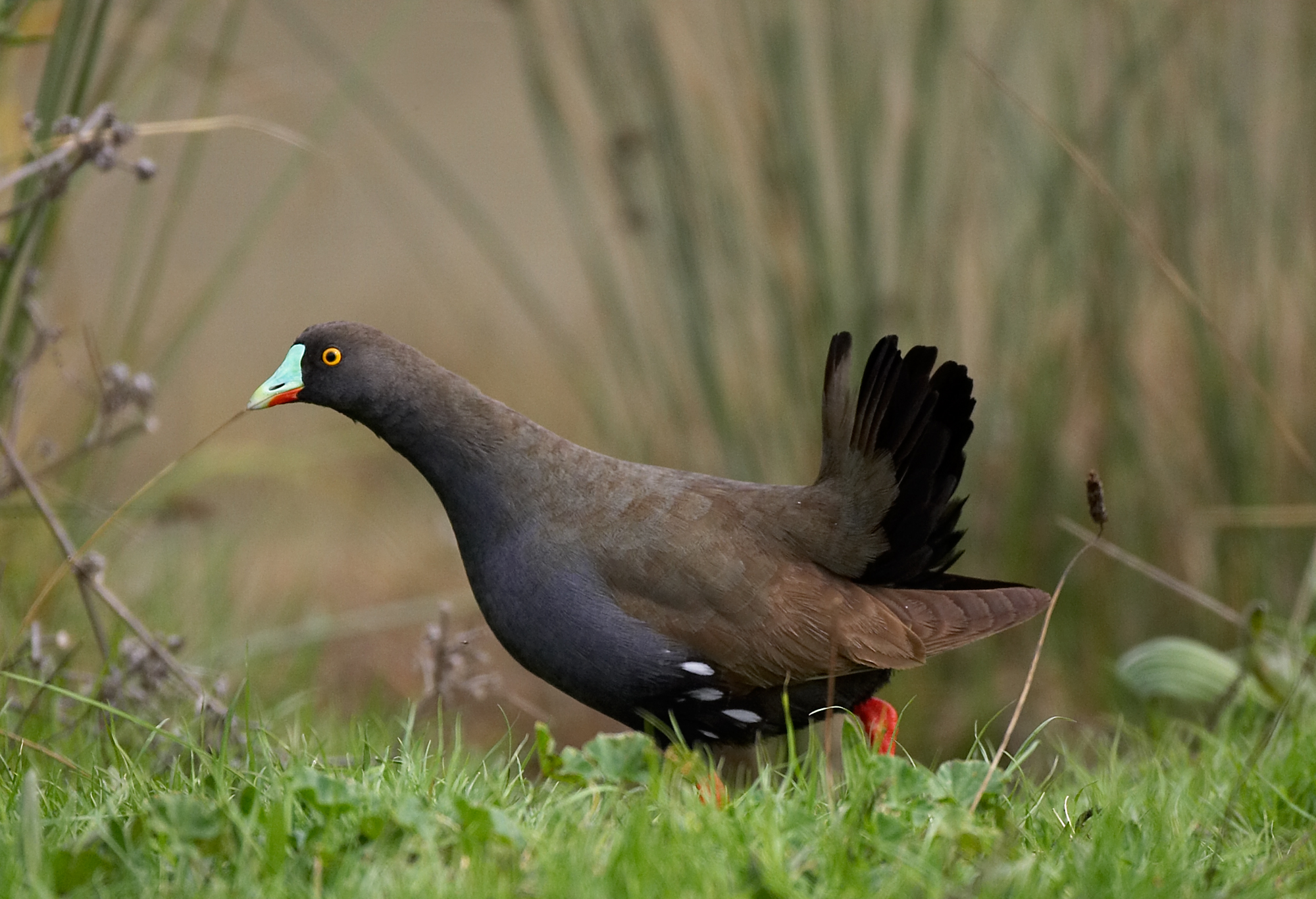 Black-tailed native-hen | New Zealand Birds Online