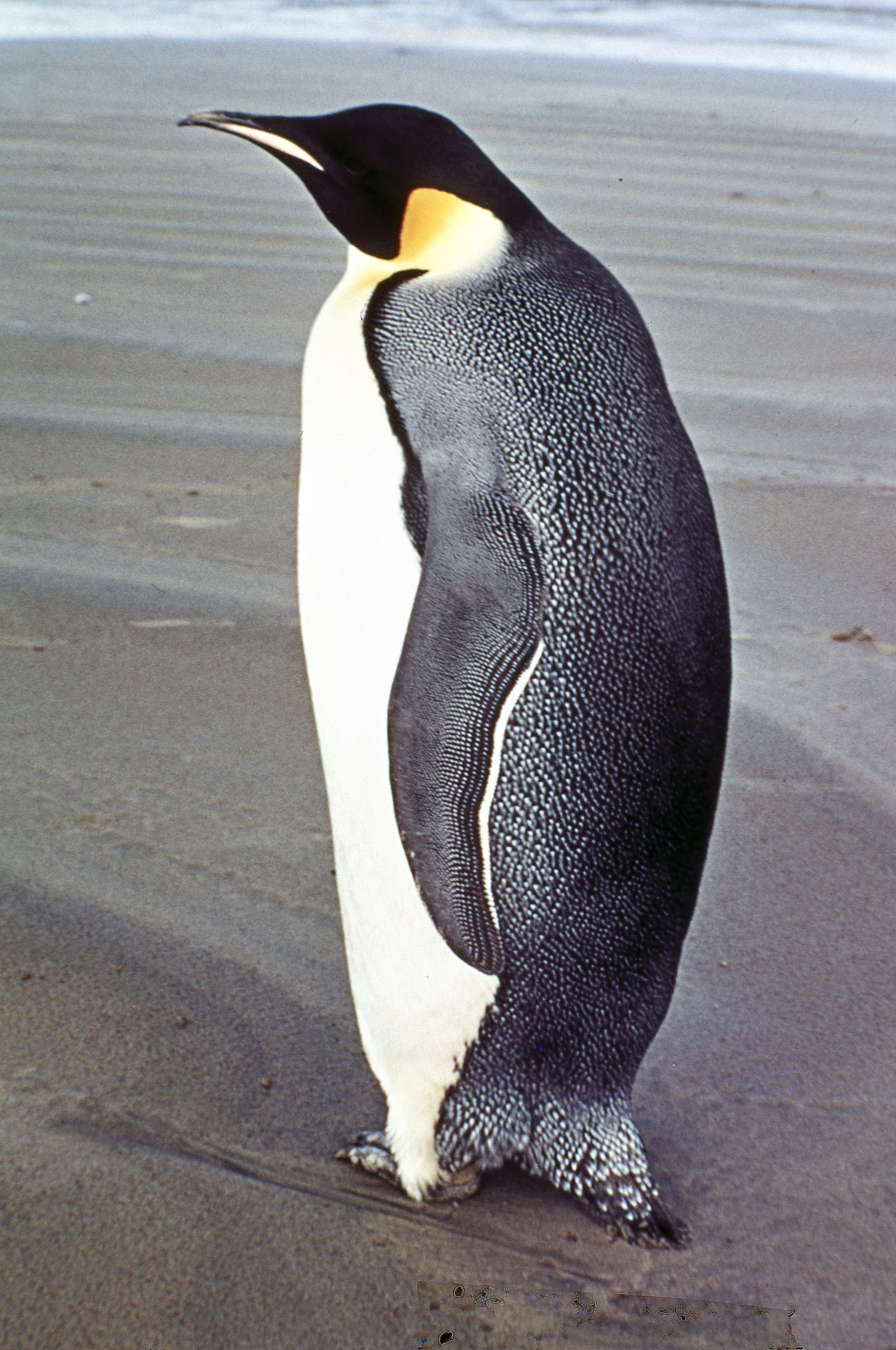 A Research on Emperor Penguins