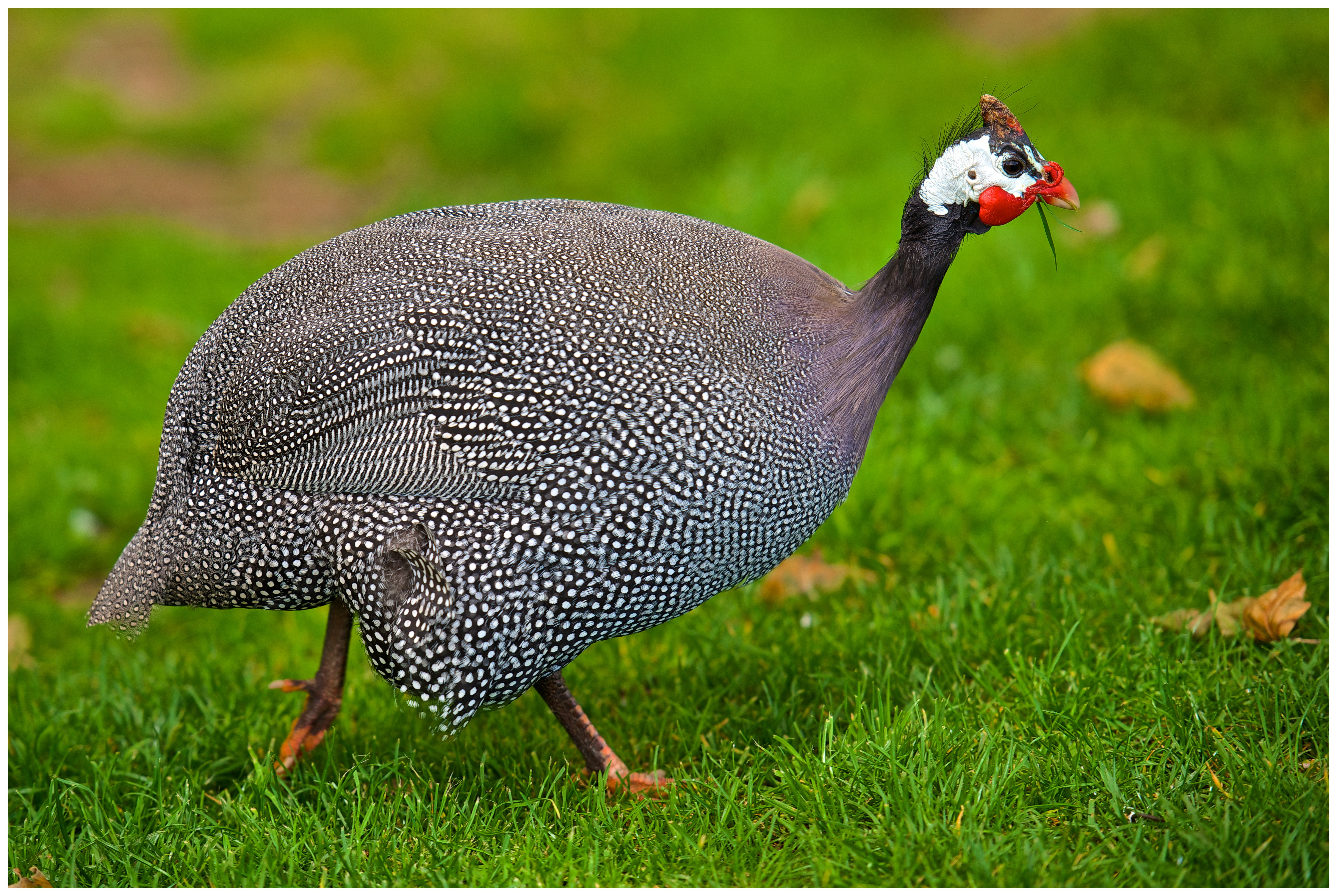 FOWL HELMETED GUINEA WALLPAPERS FREE Wallpapers & Background images ...
