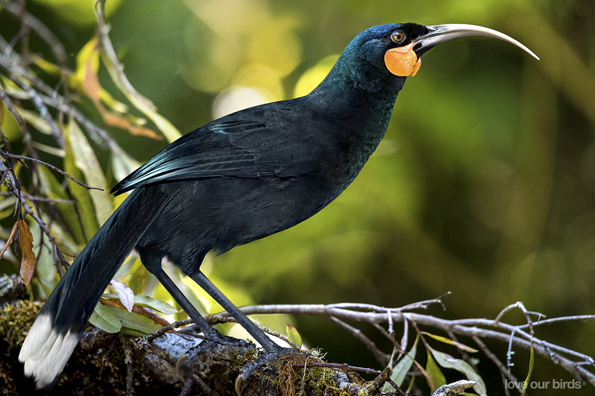 Huia | New Zealand Birds Online