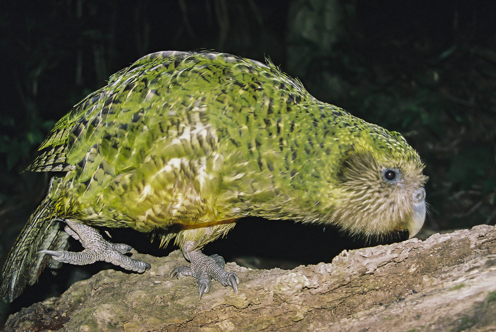 draadloze Doe een poging stijl Kakapo | New Zealand Birds Online