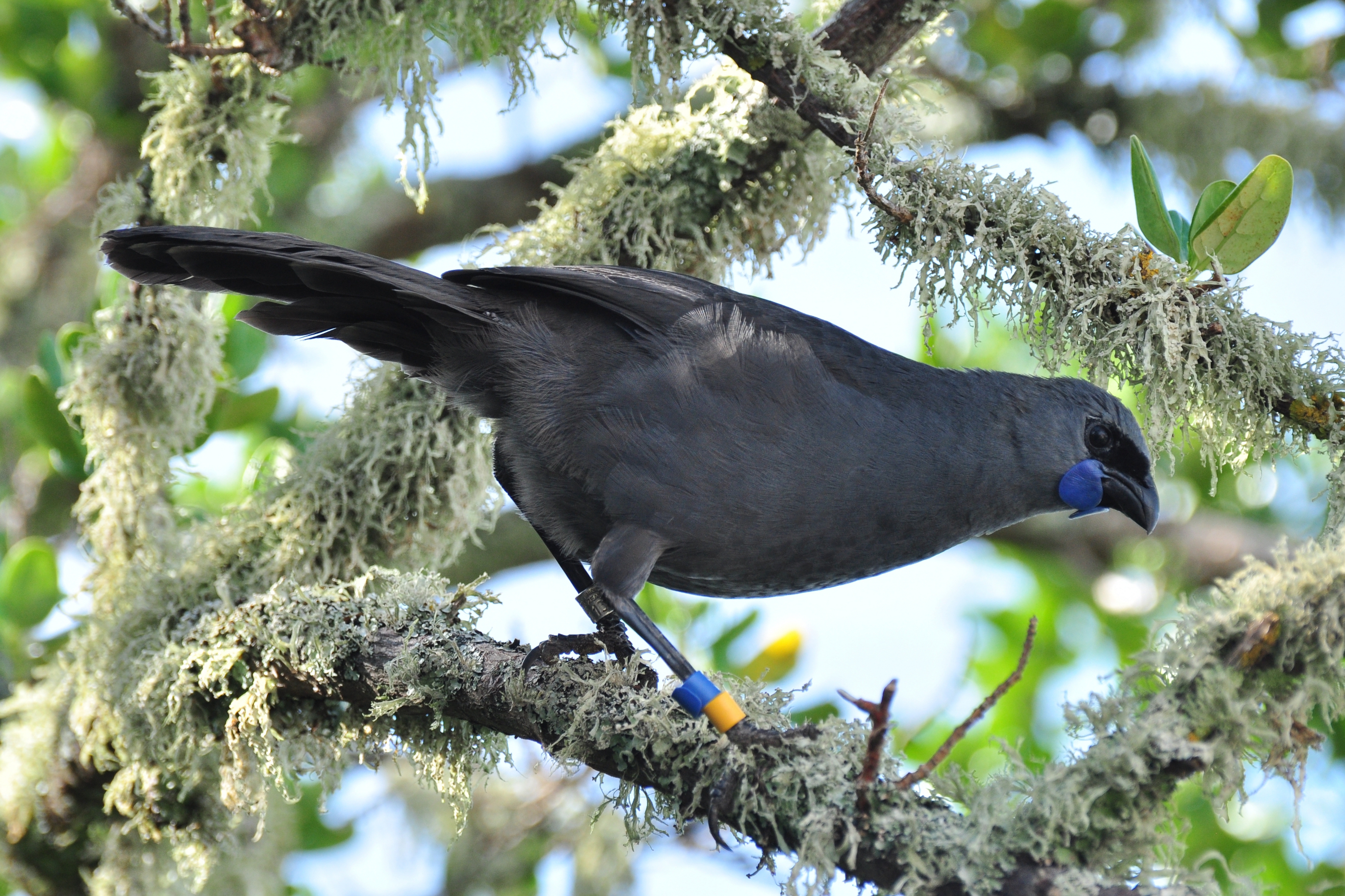 North Island kokako | Kōkako | New Zealand Birds Online
