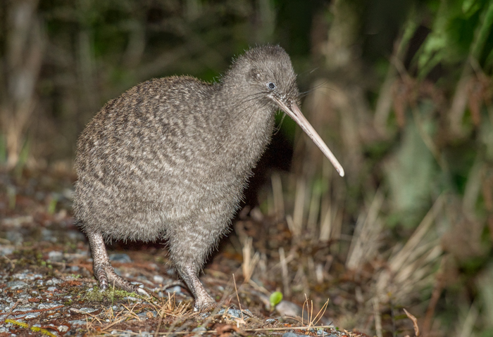 Great spotted kiwi | Roroa | New Zealand Birds Online