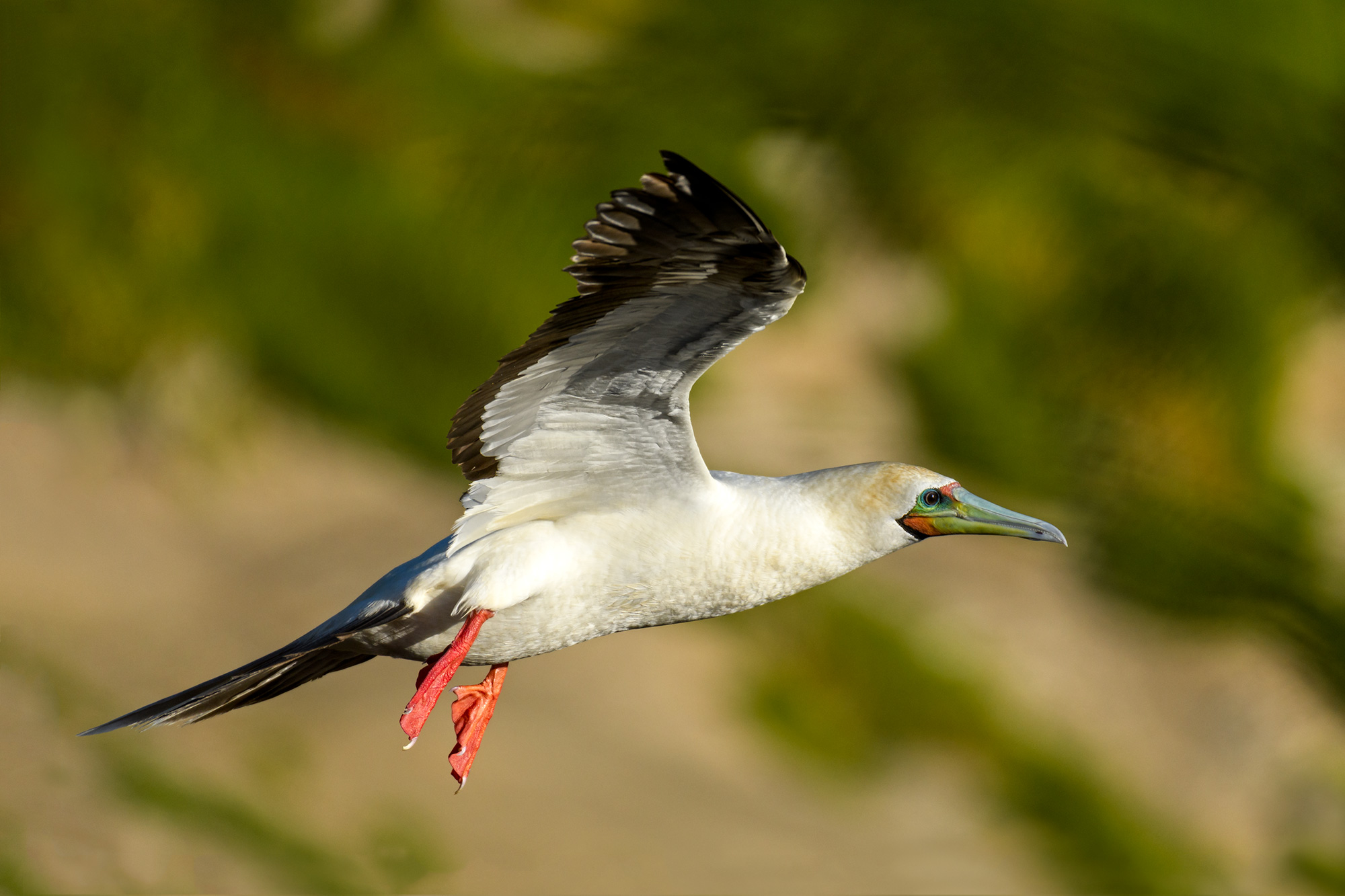 sorg Algebraisk glemme Red-footed booby | New Zealand Birds Online