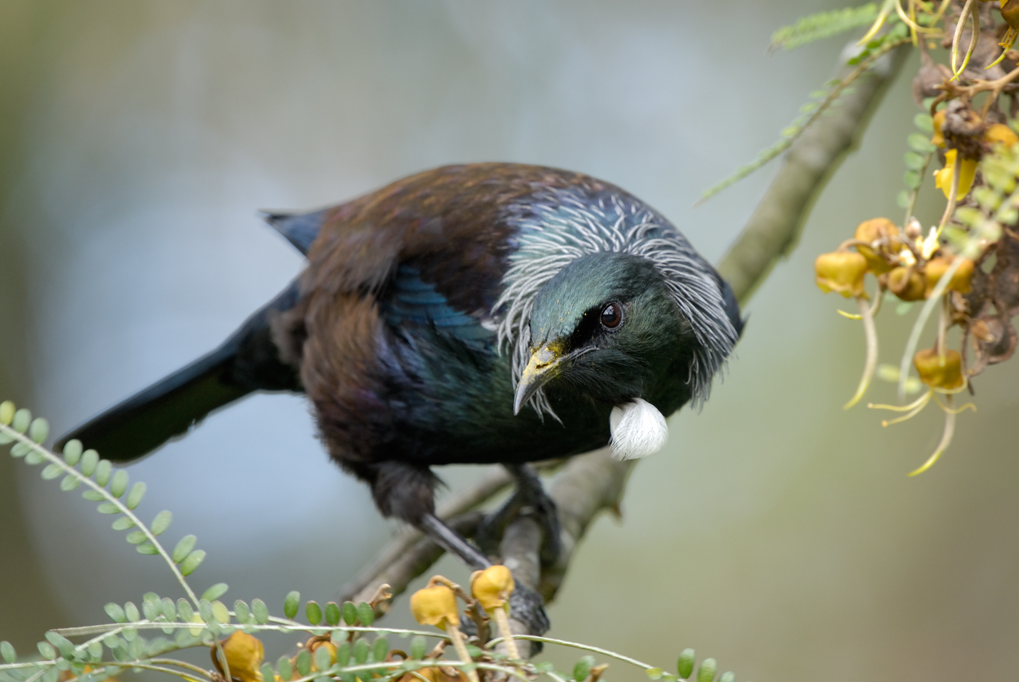 Tūī | Tui | New Zealand Birds Online