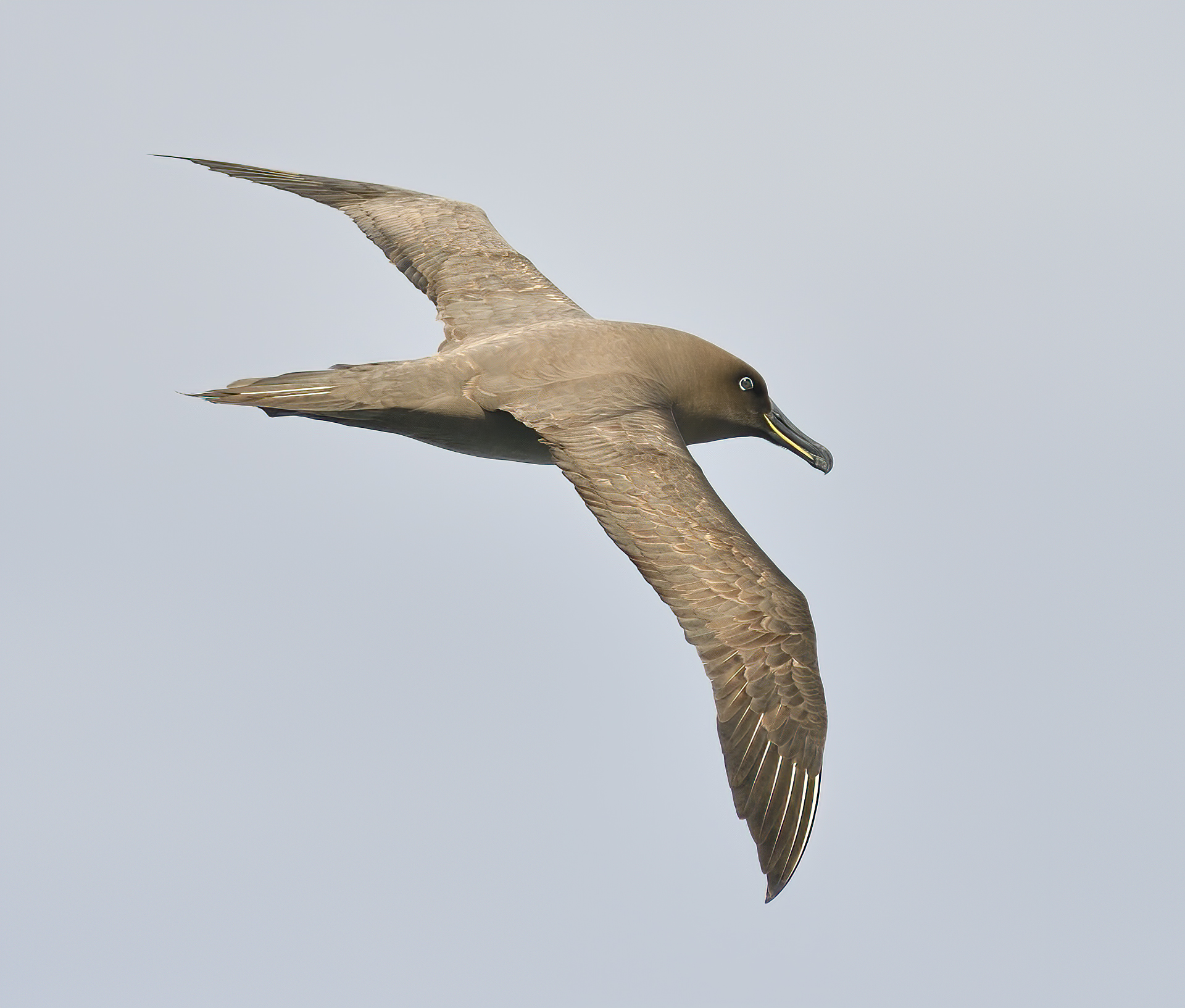 sooty albatross