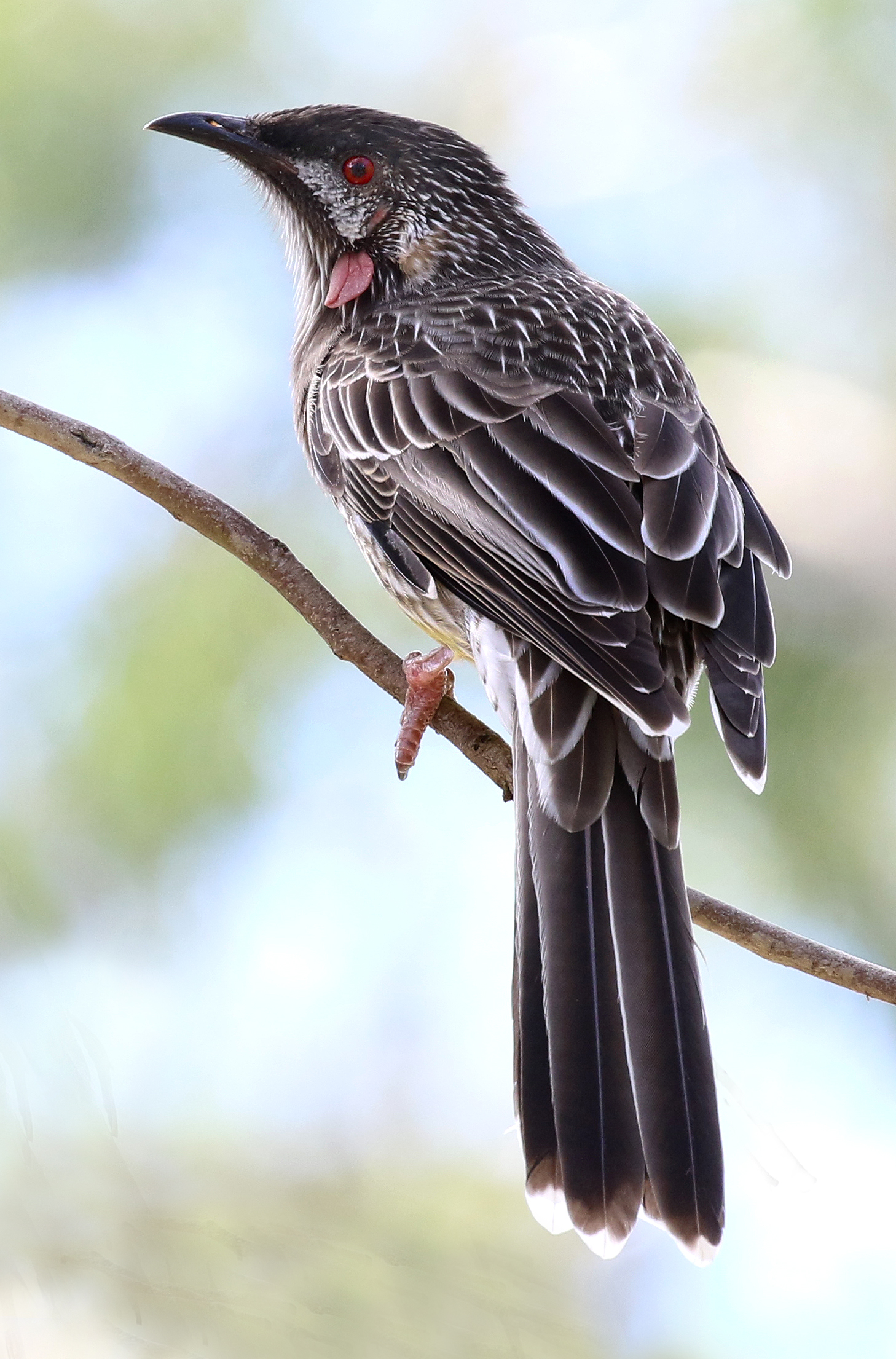 Celsius Misbruge i morgen Red wattlebird | New Zealand Birds Online