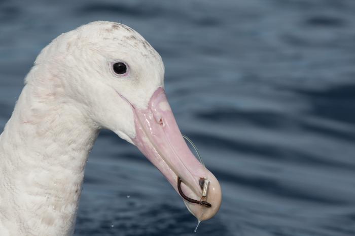 Head of adult Antipodean albatross, Gibson's subspecies, with long-line hook in bill off Tasmania