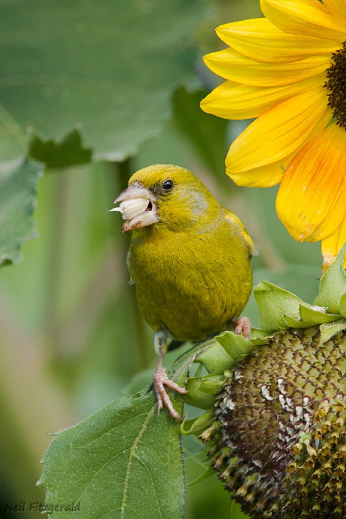 Greenfinch eating sunflower seed