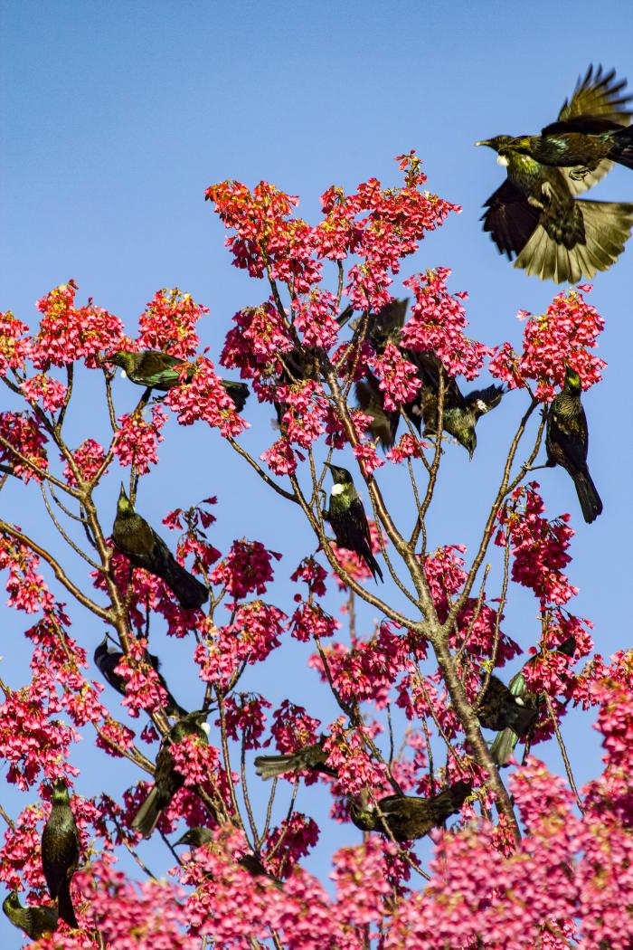 Tui feeding in a Taiwanese cherry tree