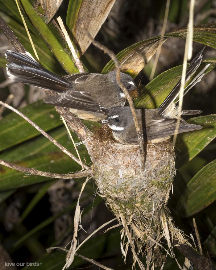 Adult pair buidling nest