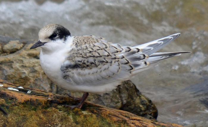 Buffy juvenile White-fronted Tern