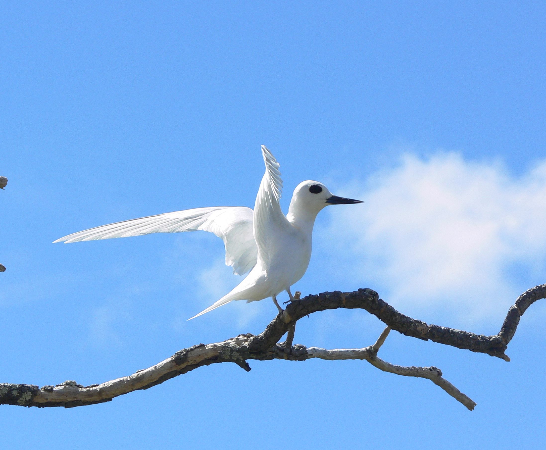 Птицы белые слушать. Птица Тайланд белая. Птичка с длинным белым хвостом на Шри Ланке. Fairy Tern птица Мальдивы. Маленькие белые птицы на одной ноге в Крыму.